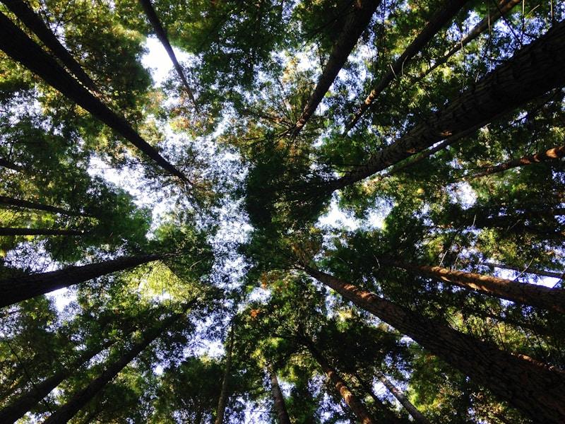 ArborCare Tree Services work example 1